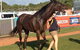 Darwin Turf Club - thumb 2