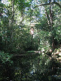 Misty Mountains Wilderness Walking Tracks - New Castle Holiday 0