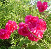 Bishop's Lodge Historic House and Heritage Rose Garden - New Castle Holiday