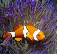 Reef HQ Aquarium - New Castle Holiday
