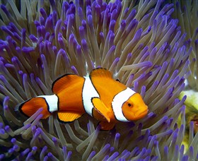 Reef HQ Aquarium - New Castle Holiday 1