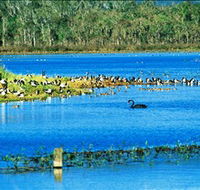 Hasties Swamp National Park - New Castle Holiday