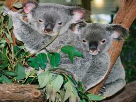 Kuranda Koala Gardens - New Castle Holiday 2