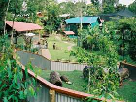 Kuranda Koala Gardens - New Castle Holiday 1