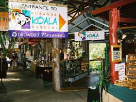 Kuranda Koala Gardens - New Castle Holiday 3