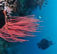 Eddy Reef Dive Site - New Castle Holiday