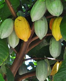 Sweet Farm Tours - New Castle Holiday 3