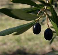 Red Rock Olives - New Castle Holiday