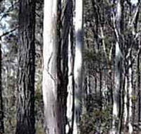 Kooyoora State Park - New Castle Holiday