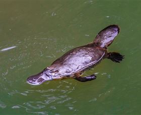 Platypus Viewing At Broken River - New Castle Holiday 0