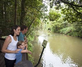 Platypus Viewing At Broken River - New Castle Holiday 1