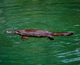 Platypus Viewing At Broken River - New Castle Holiday 2