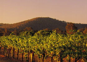 Taltarni Vineyards - New Castle Holiday 0