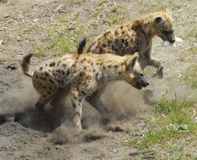 Altina Wildlife Park - New Castle Holiday 0