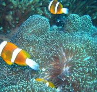 Davies Reef Dive Site - New Castle Holiday