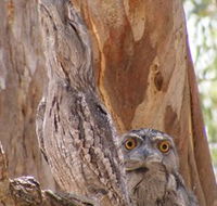 Bird Watching - New Castle Holiday