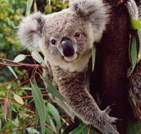 Koala Spotting Regeneration Reserve - New Castle Holiday