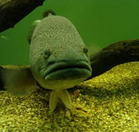 John Lake Centre - Narrandera Fisheries Centre - New Castle Holiday