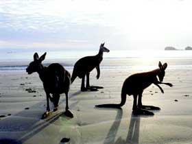 Hibiscus Coast - New Castle Holiday 0