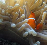 The Hangover Dive Site - New Castle Holiday