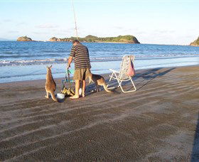 Cape Hillsborough National Park - New Castle Holiday 0