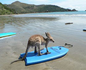 Cape Hillsborough National Park - New Castle Holiday 1