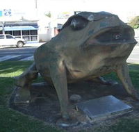 Big Cane Toad - New Castle Holiday