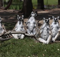 Savannah Visitor Plaza Taronga Western Plains Zoo Dubbo - New Castle Holiday