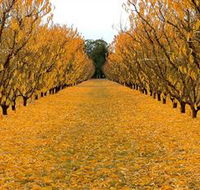 Sun Country on the Murray Farm Gate Trail - New Castle Holiday