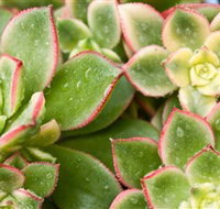 Billabong Garden Complex  Cafe - New Castle Holiday