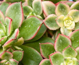 Billabong Garden Complex & Cafe - New Castle Holiday 0