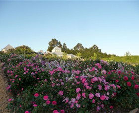 The Tangled Maze & Mistydowns Nursery - New Castle Holiday 3