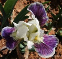 Sunshine Iris Nursery - New Castle Holiday