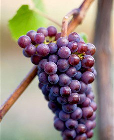 Ellender Estate - New Castle Holiday 6