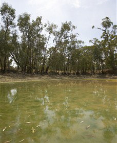 Kindra Forest - New Castle Holiday 1