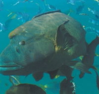 Fairey Reef - New Castle Holiday