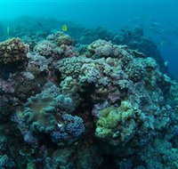 Manta Ray Drop Off Dive Site - New Castle Holiday