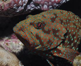 Challenger Bay Dive Site - New Castle Holiday 3