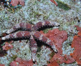 Challenger Bay Dive Site - New Castle Holiday 2