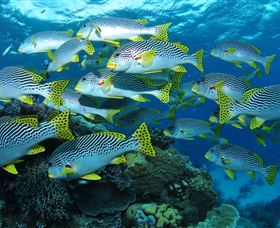 Challenger Bay Dive Site - New Castle Holiday 0