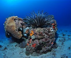 Challenger Bay Dive Site - New Castle Holiday 1