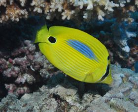 Clam Gardens Dive Site - New Castle Holiday 1