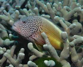 Clam Gardens Dive Site - New Castle Holiday 3
