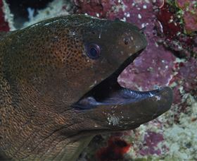Clam Gardens Dive Site - New Castle Holiday 2