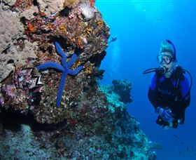 Lighthouse Bommie Dive Site - New Castle Holiday 0