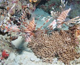 Lighthouse Bommie Dive Site - New Castle Holiday 3
