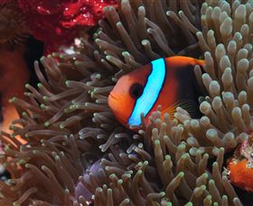 Lighthouse Bommie Dive Site - New Castle Holiday 2