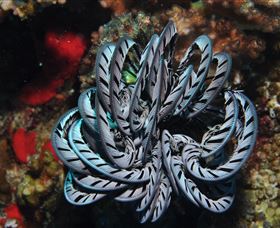 Lighthouse Bommie Dive Site - New Castle Holiday 1