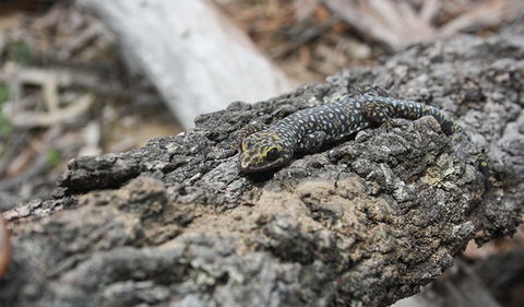 Wagun Picnic Area - New Castle Holiday 1