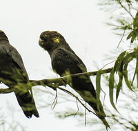 Conimbla National Park - New Castle Holiday